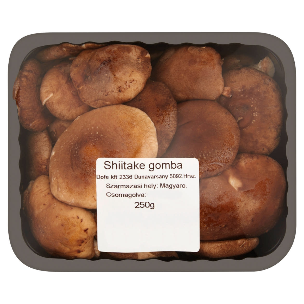 Shiitake gomba