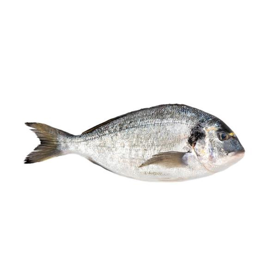 Aranydurbincs 3-400g (Adria) tisztított (pikkelyezett, zsigerelt)