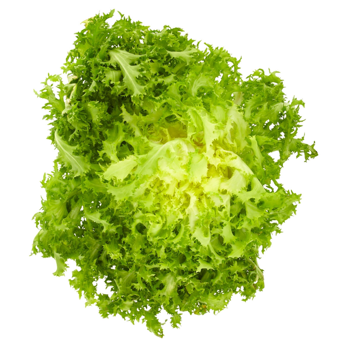 Frisée saláta 1 db