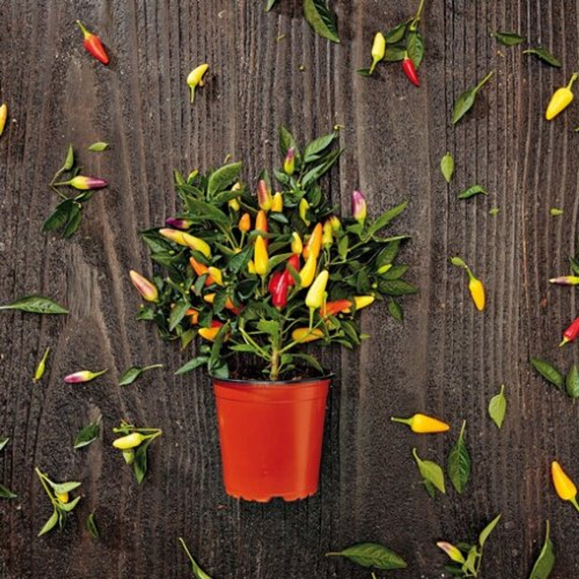 Chilipaprika cserépben 1 db