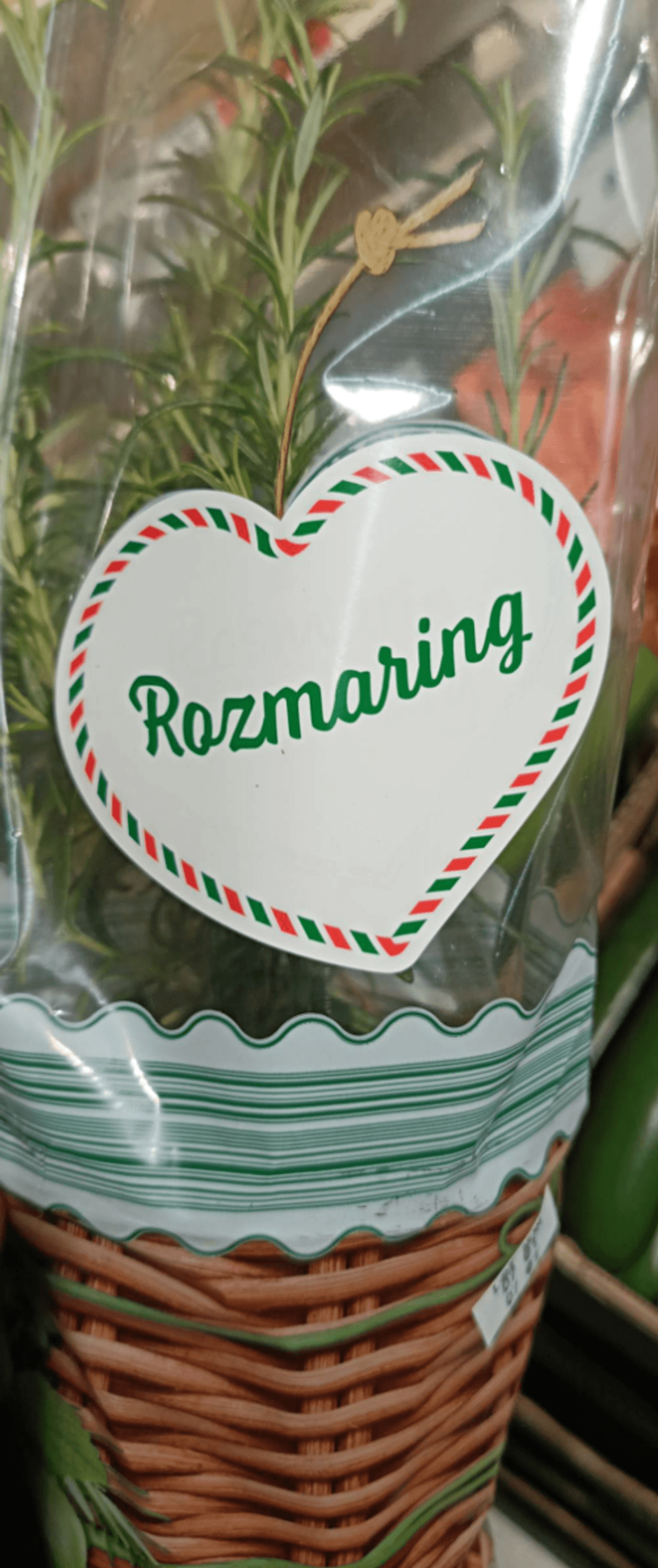 Rozmaring cserépben