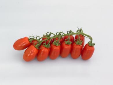 San Marzano paradicsom