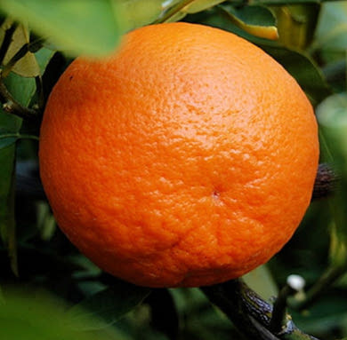 Mandarin - tényleg jó - Clementin édes