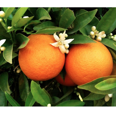 Kezeletlen héjú narancs - kb 27-30 dkg/db