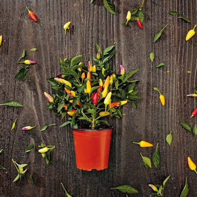 Chilipaprika cserépben 1 db