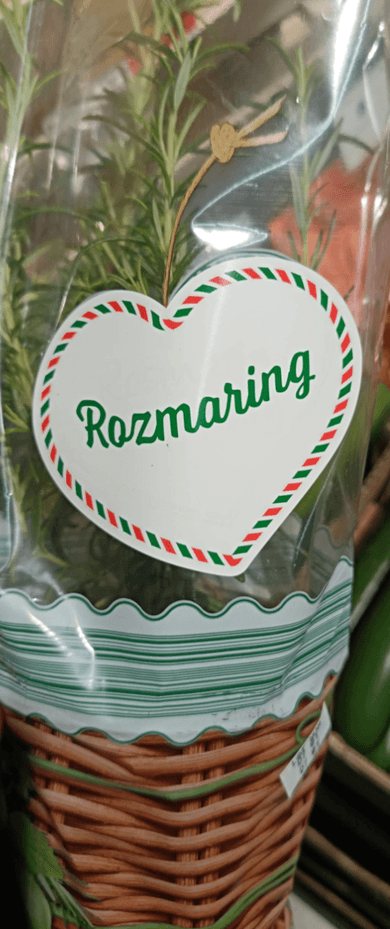 Rozmaring cserépben